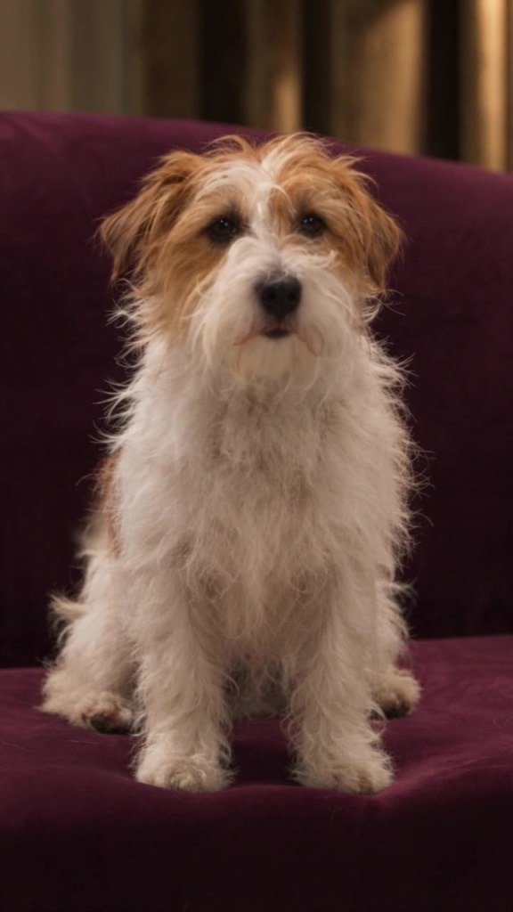 ilMegghino, Jack Russell seduto su una poltrona di velluto bordeaux
